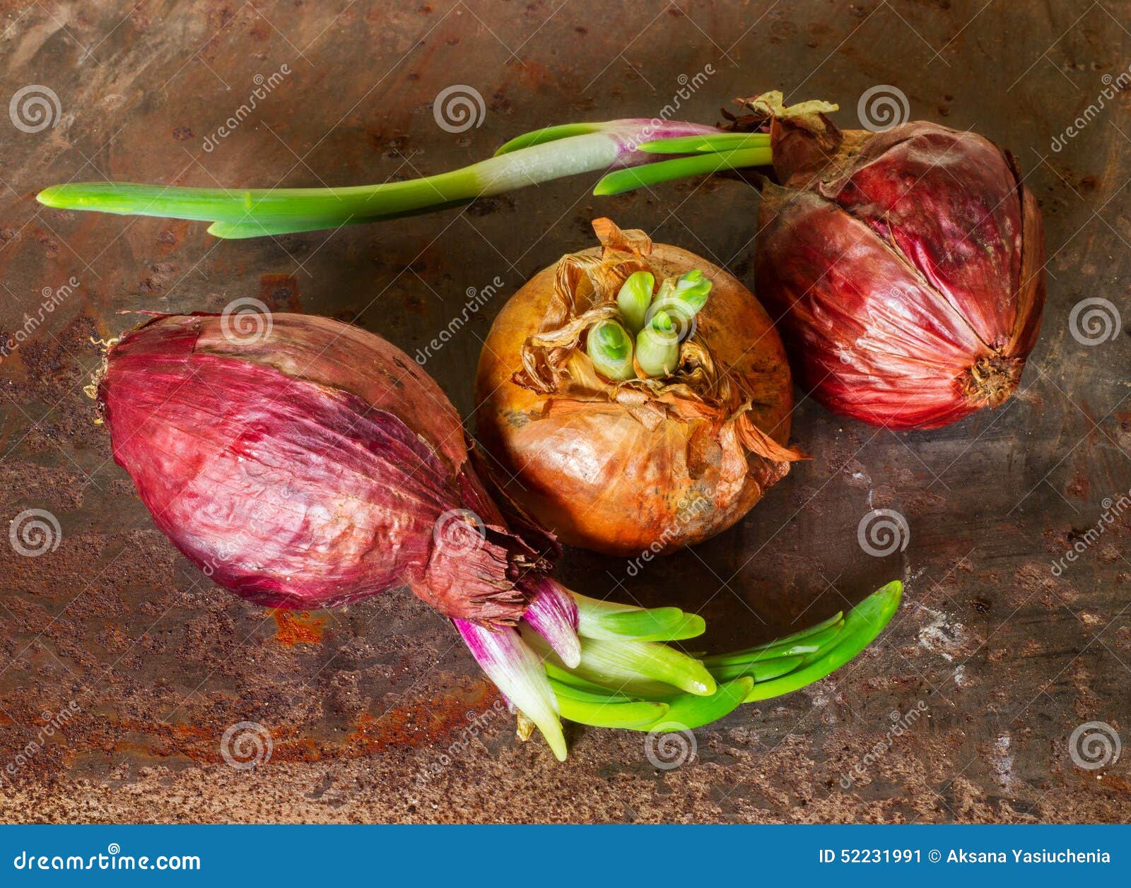 Head sprouted onion stock image. Image of culinary, vegetarian 52231991