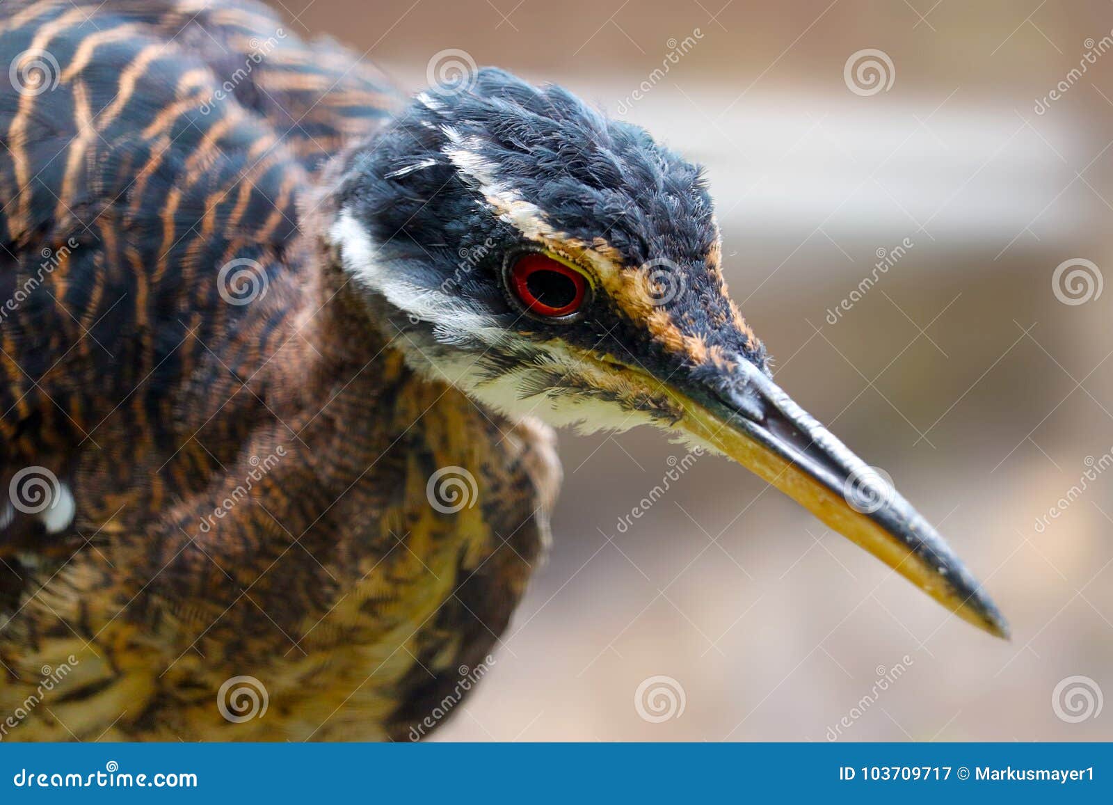 Head of a Sunbittern Bird with a Long Pointed Beak Stock Image - Image of  wildlife, south: 103709717