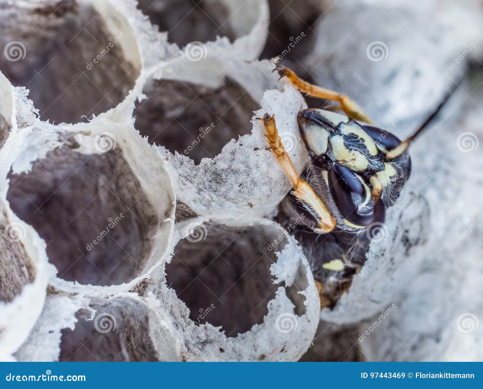 head and torax of a wasp emerging from a wasps nest