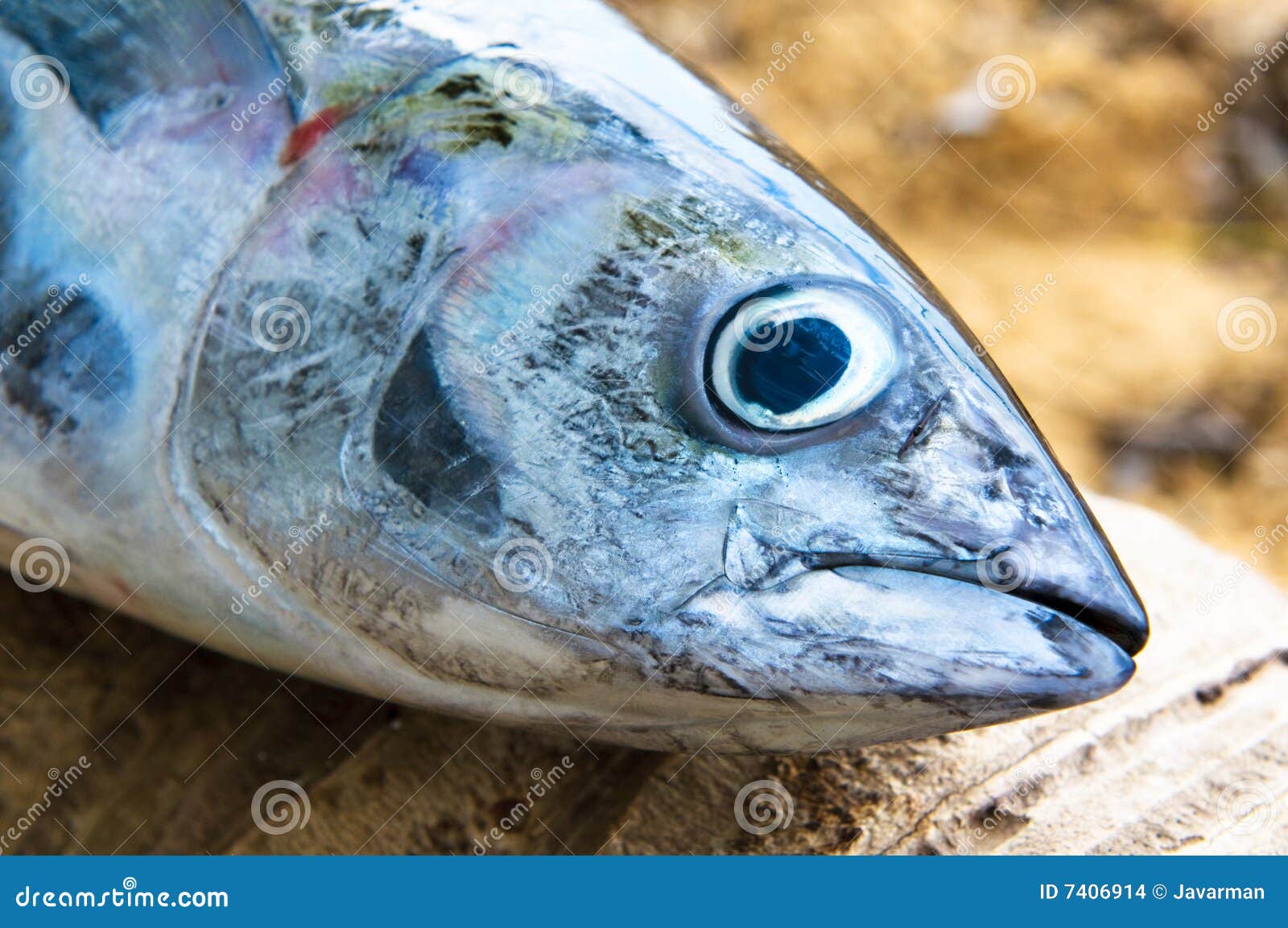 Head of tuna fish stock photo. Image of seafood, dead 7406914