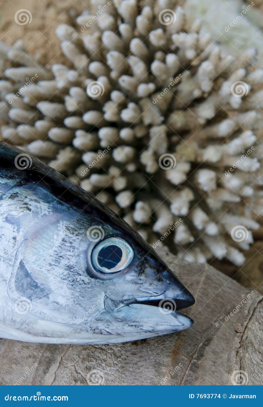 Head of tuna fish stock photo. Image of cold, water, tray 7693774