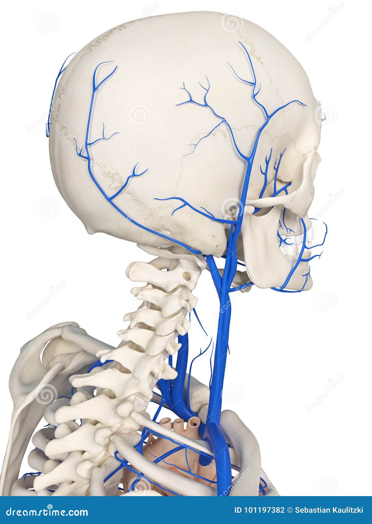The head veins stock illustration. Illustration of male 101197382