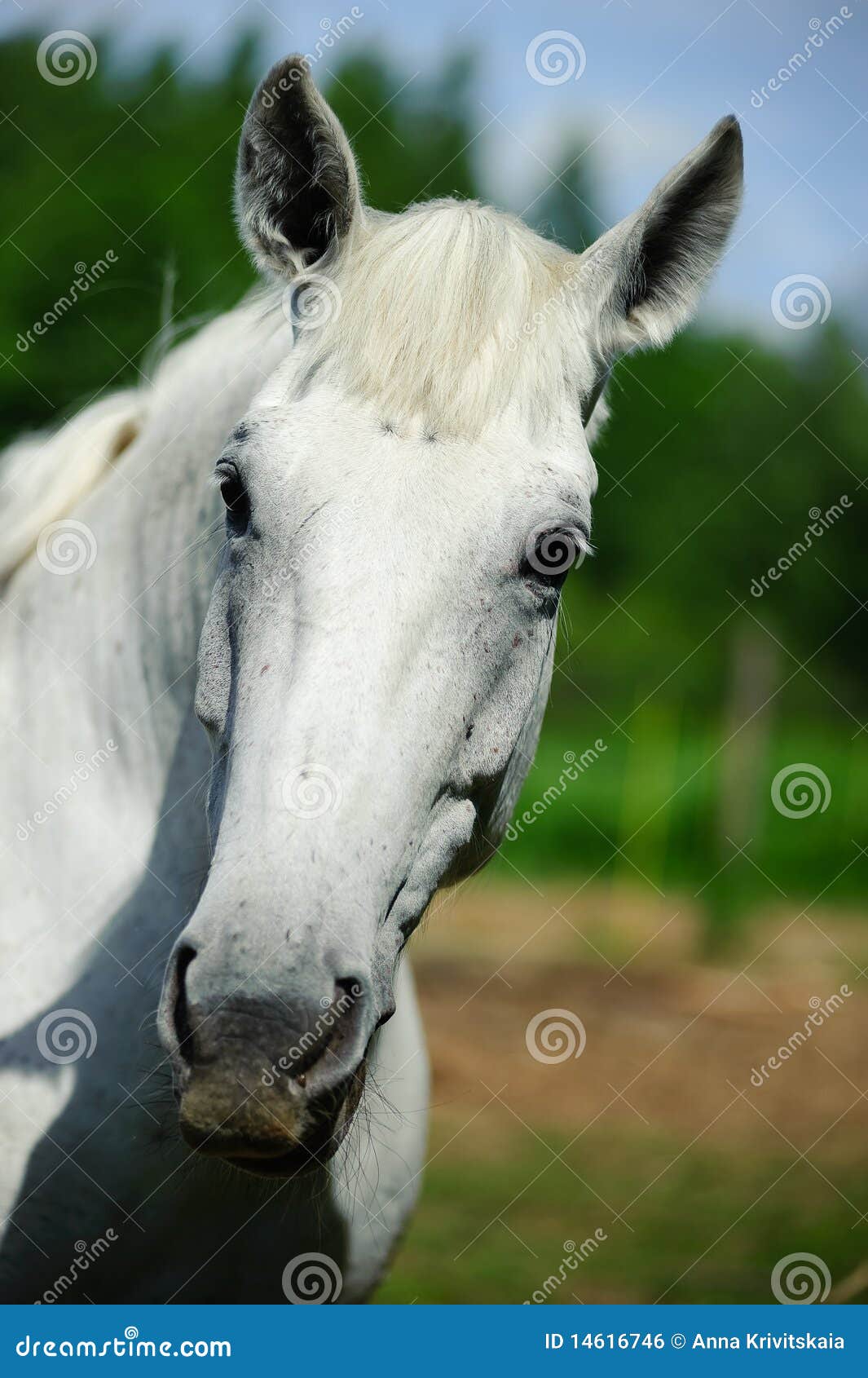 Head of a white horse stock photo. Image of countryside 14616746
