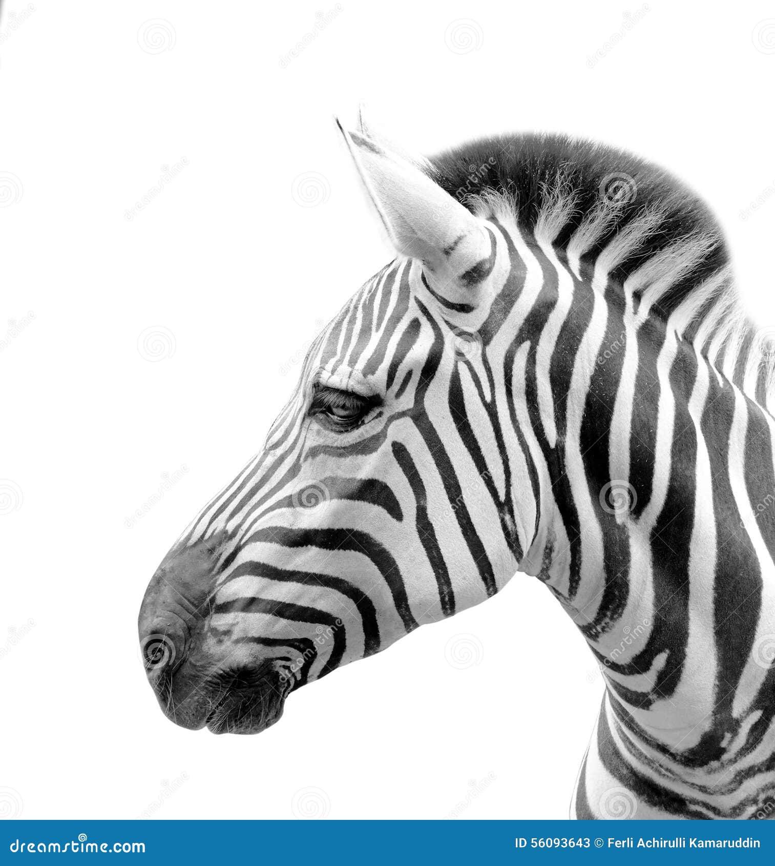4,994 Zebra Isolated White Background Stock Photos - Free & Royalty-Free  Stock Photos from Dreamstime