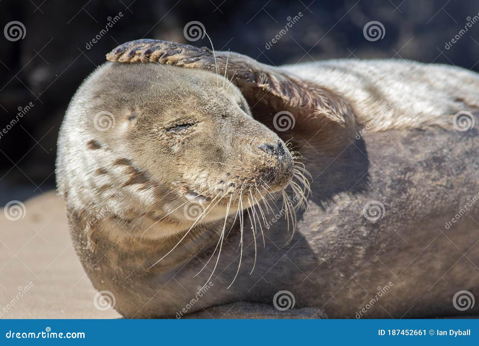 headache. funny animal meme image. seal with a sore head