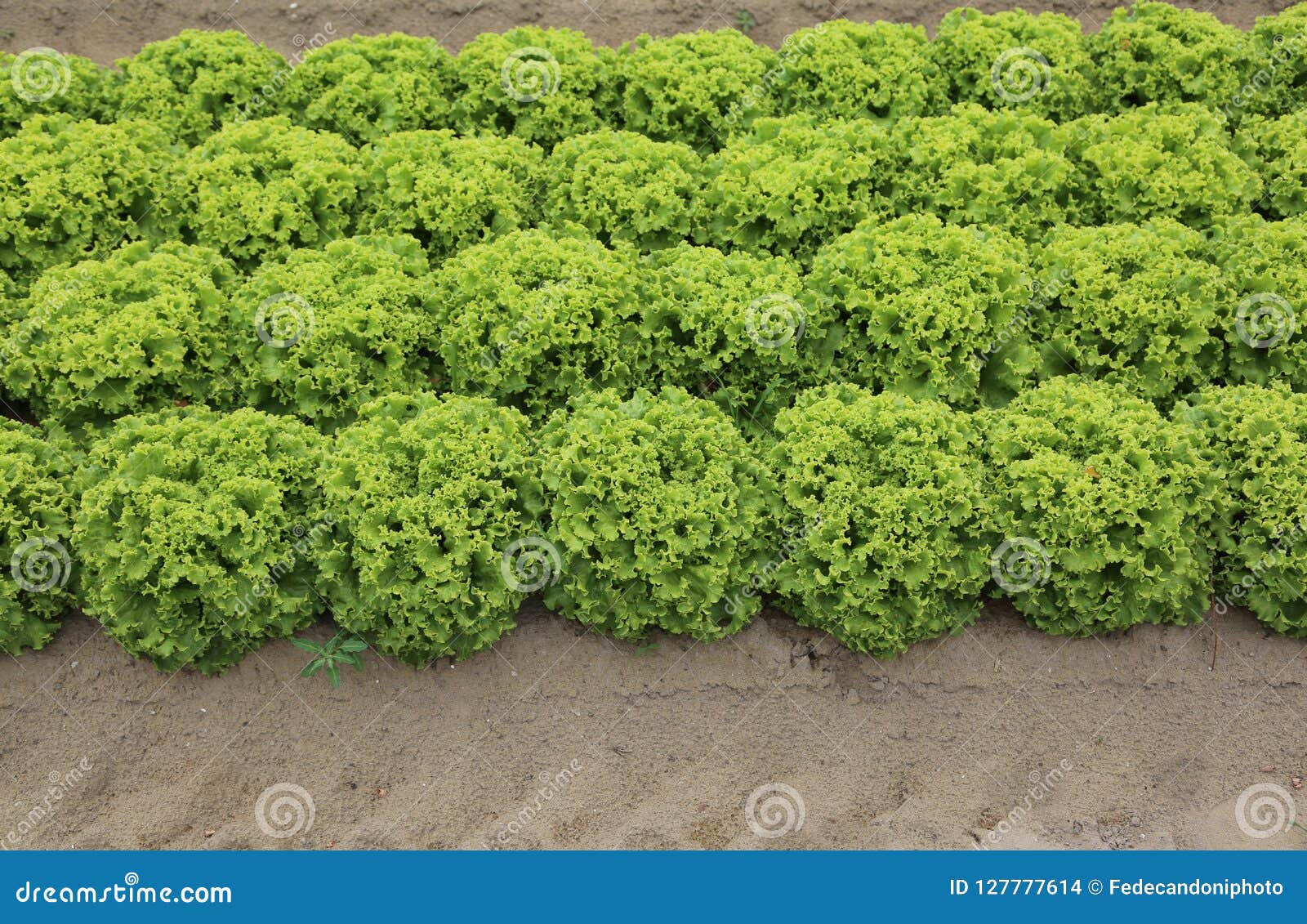 Heads of Lettuce in a Field Stock Photo Image of agri, intensive 127777614