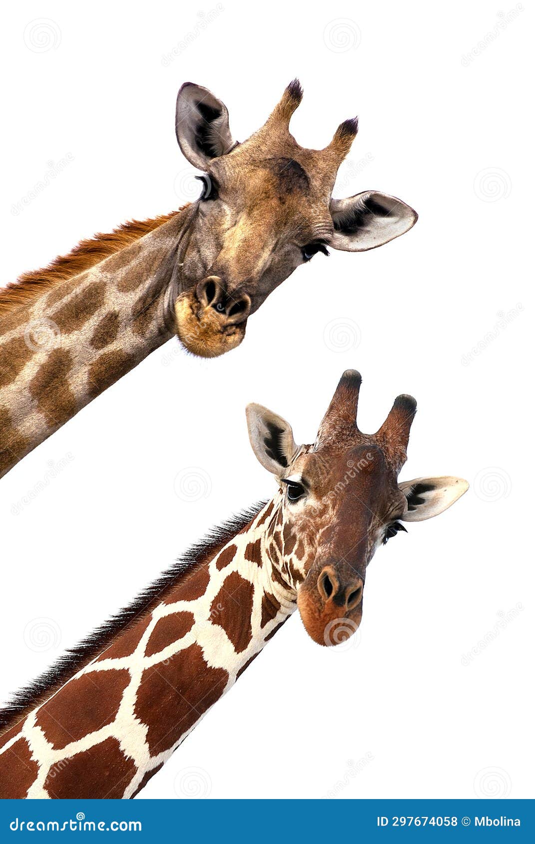 Heads of Two Giraffes Against a Pristine White Background Stock Photo