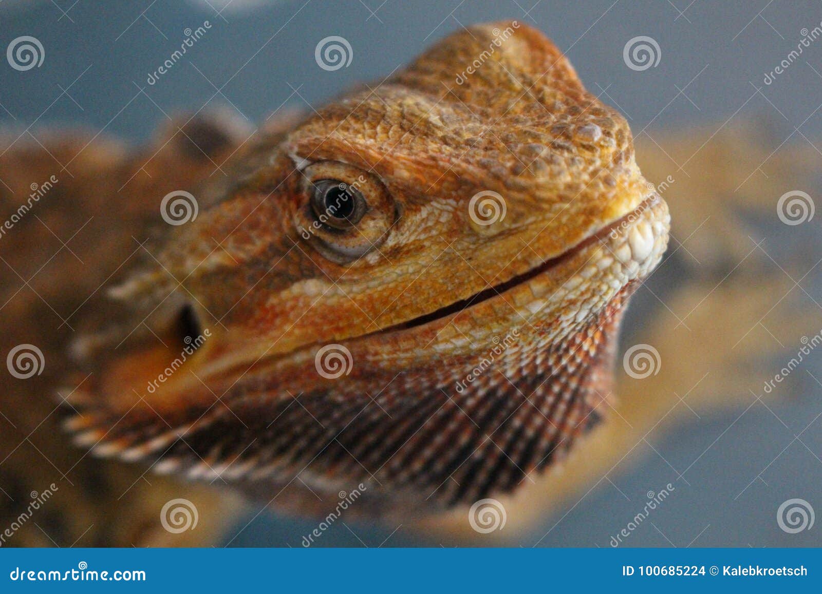 Headshot Barbudo De Dragon Opening Mouth Foto de archivo Imagen de