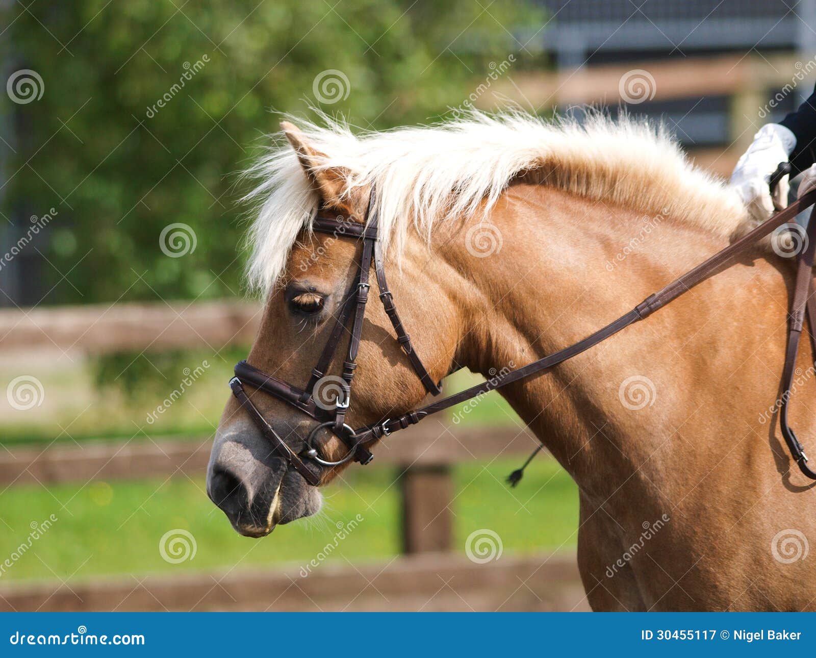 Cavalo no freio sorrindo closeup