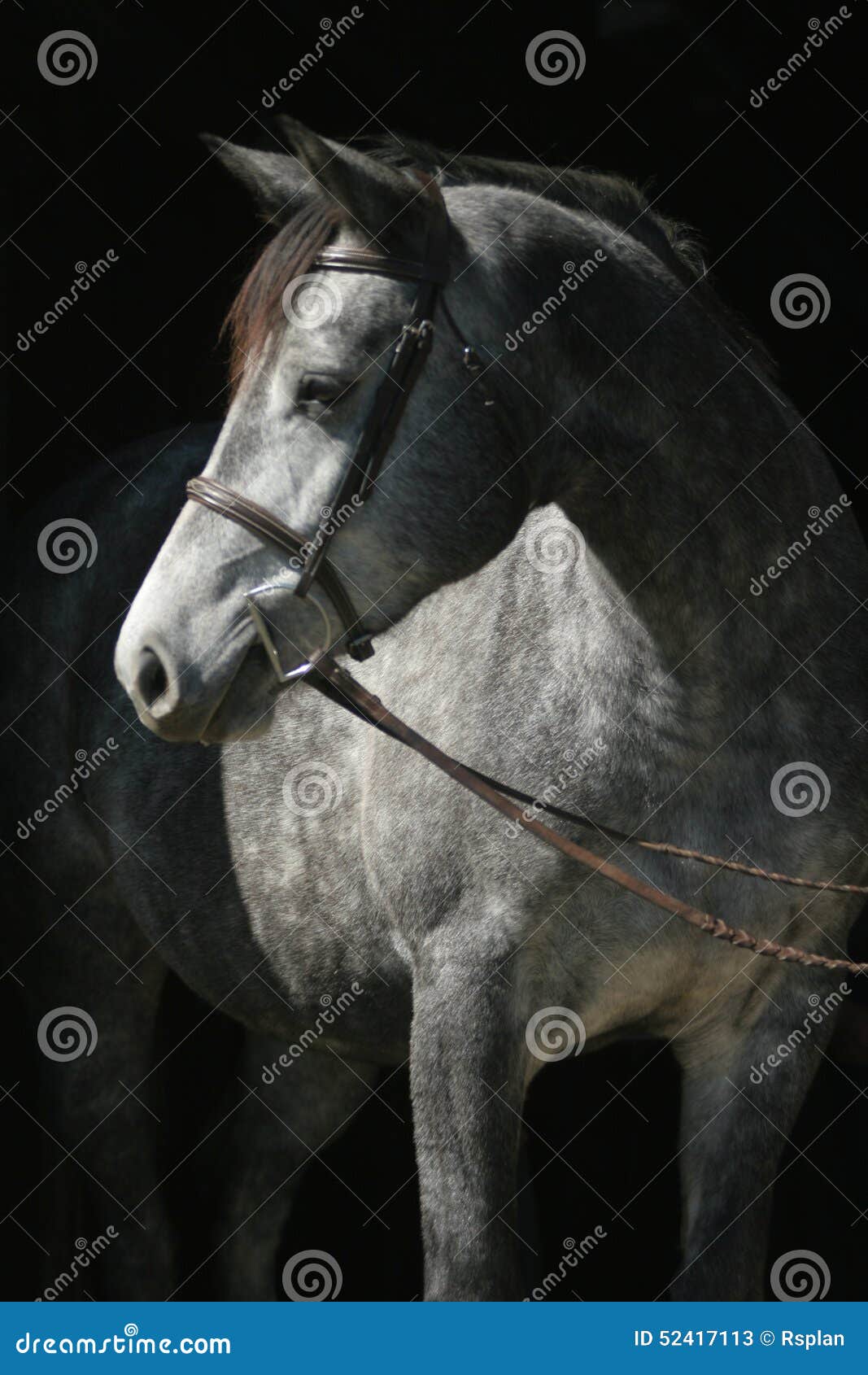 headshot of grey mare in bridle
