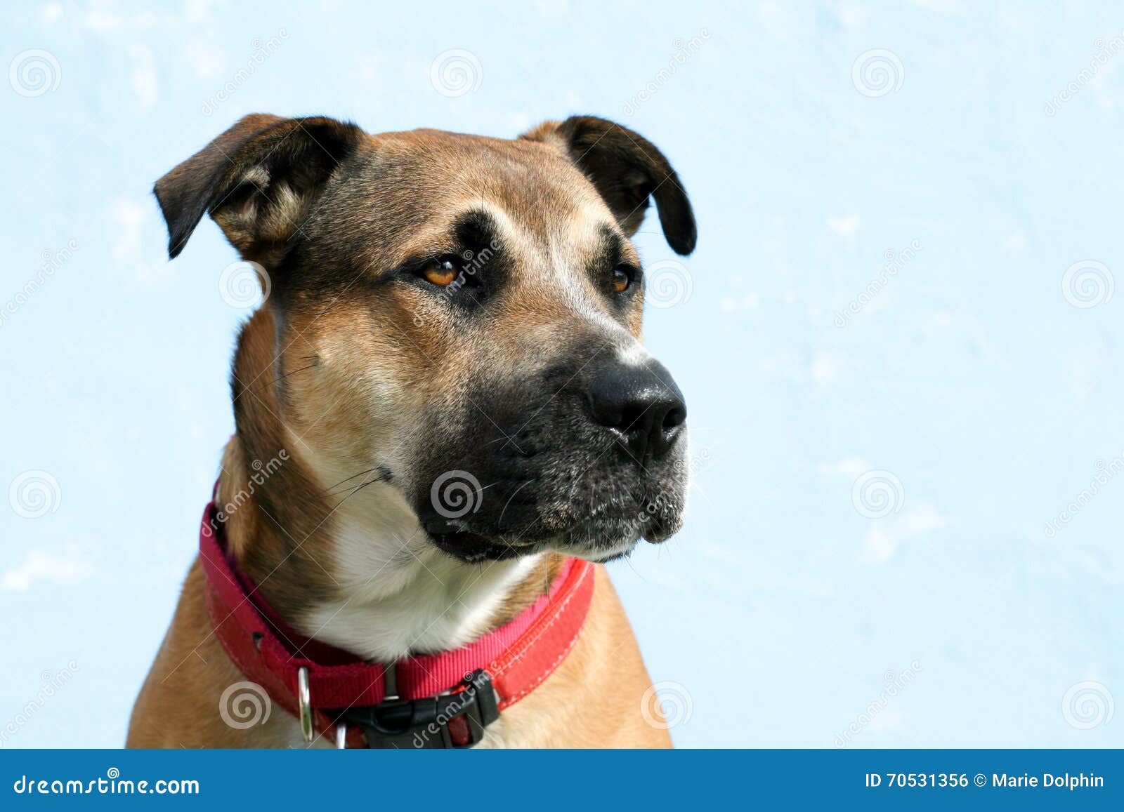 headshot of large mixed breed dog looks right