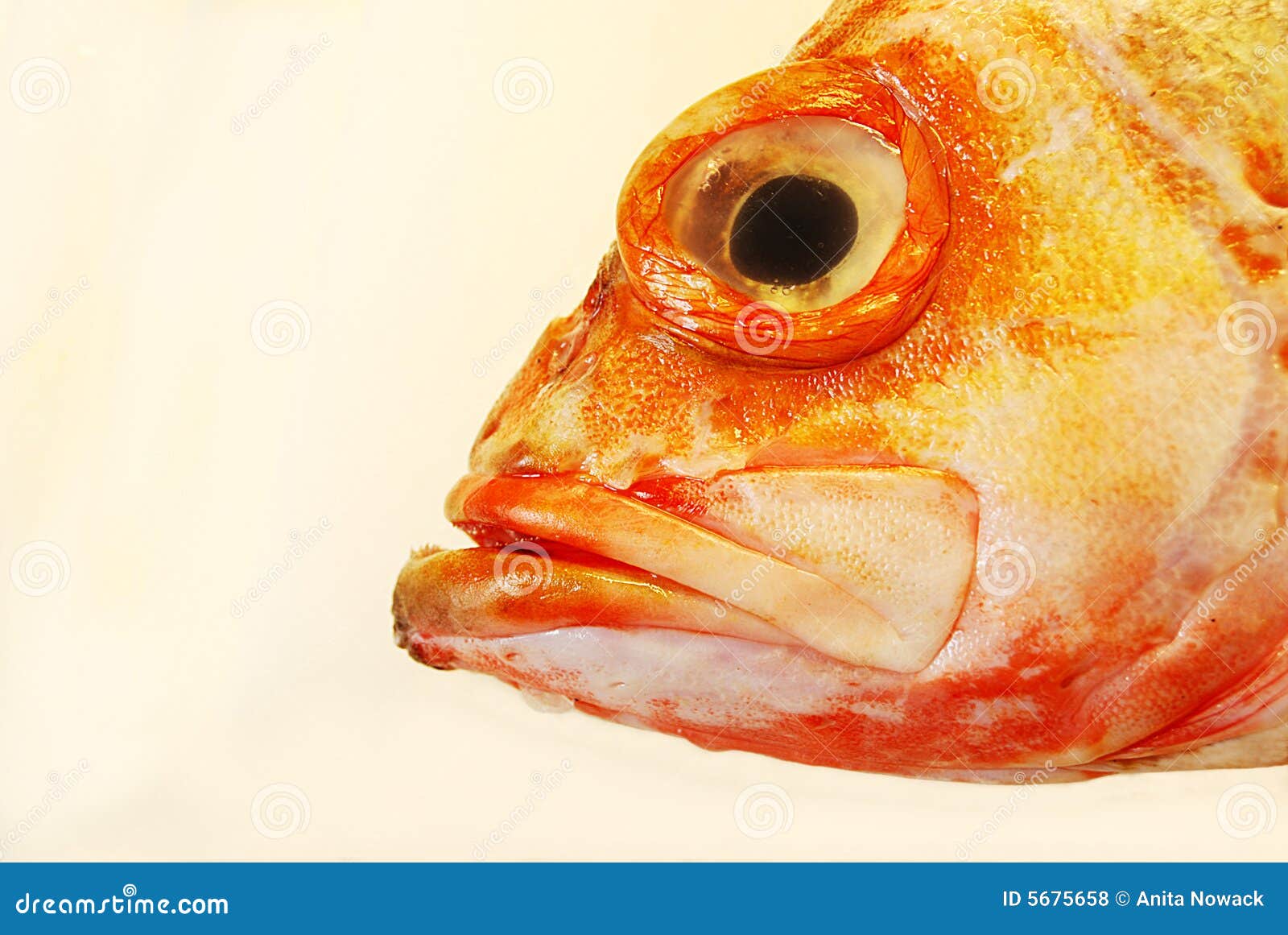 Headshot of redfish stock photo. Image of look, pupil - 5675658