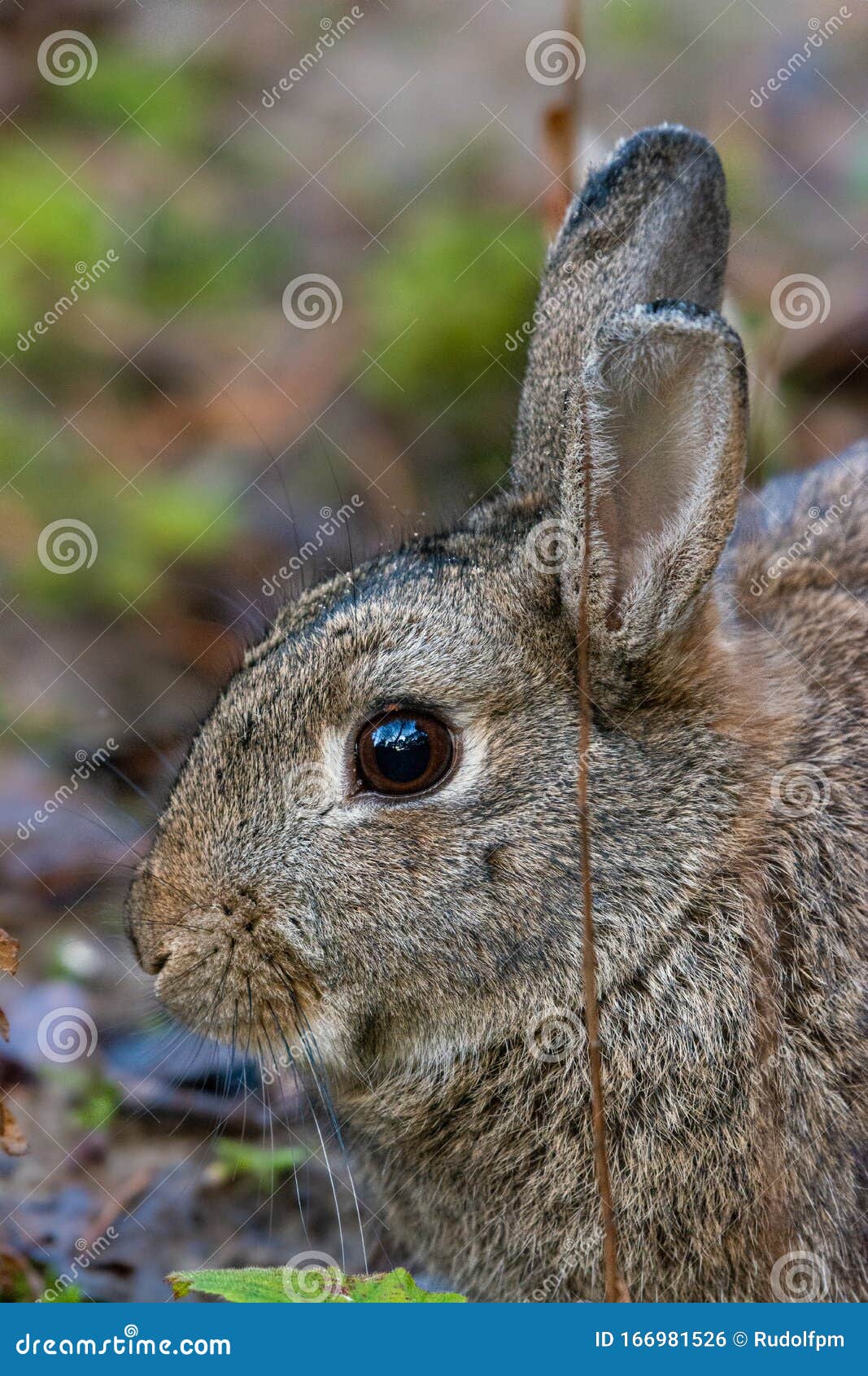 Headshot of a wild rabbit stock photo. Image of animal - 166981526
