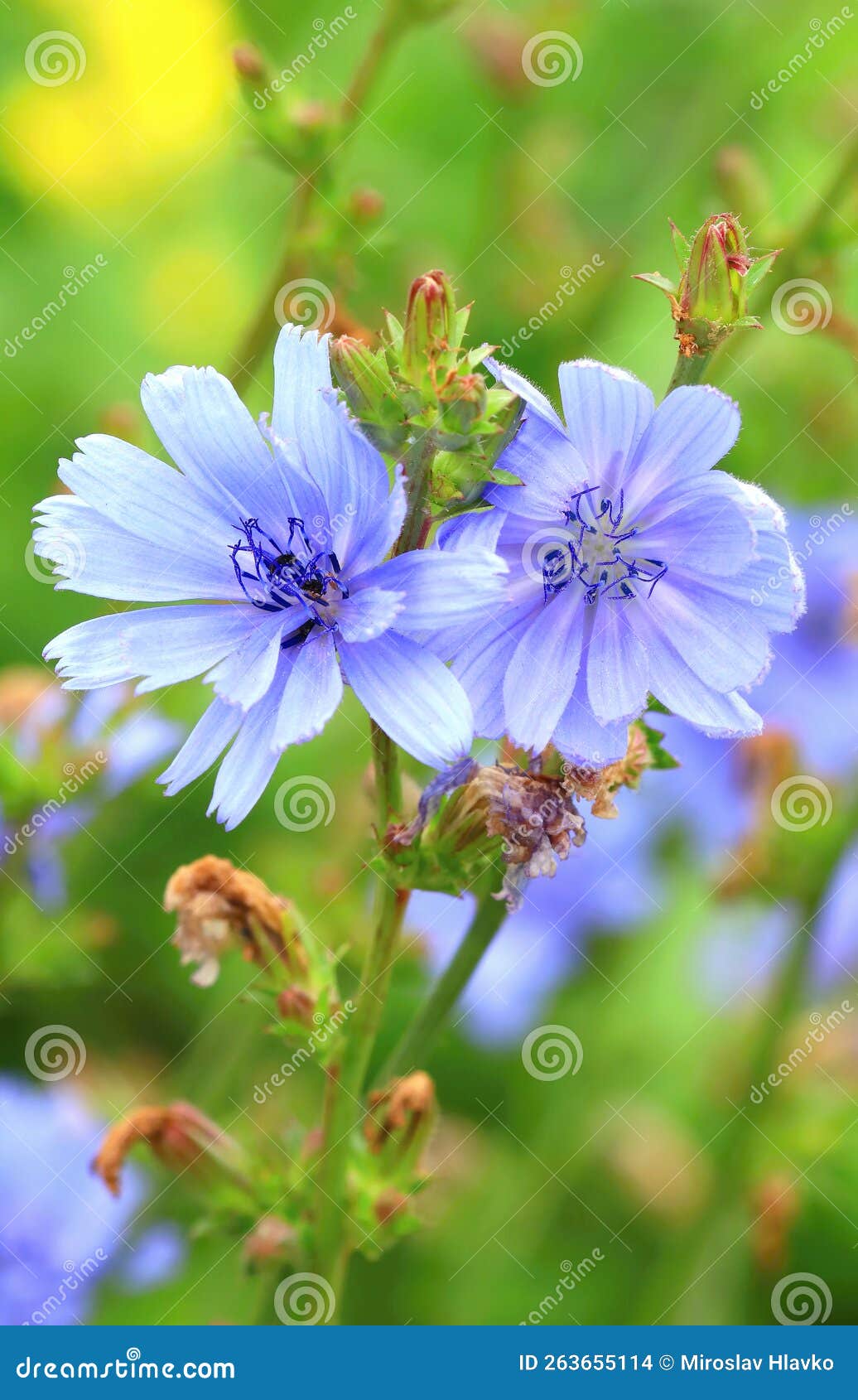 Healing Common Chicory Flower Blooming Stock Photo Image of plant
