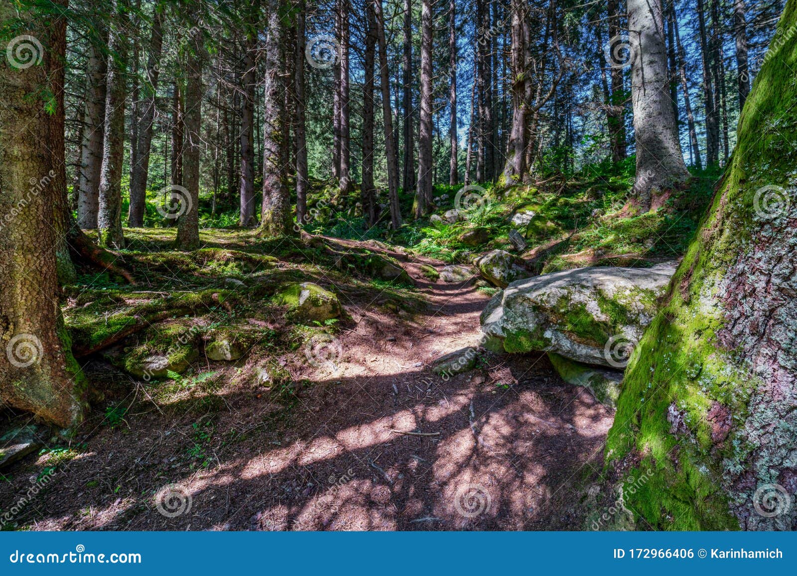 healing through forest bathing shinrin-yoku