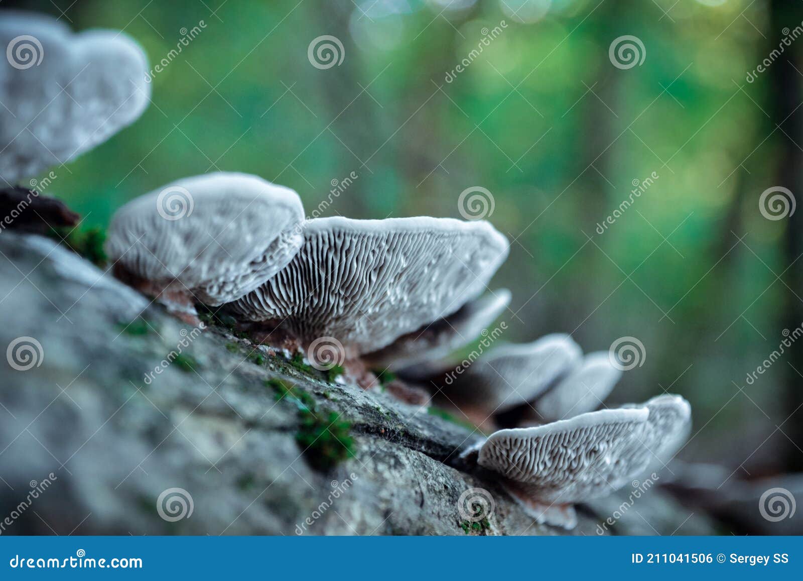 Healing Mushroom Herbal Medicines Stock Photo Image of nature, plant
