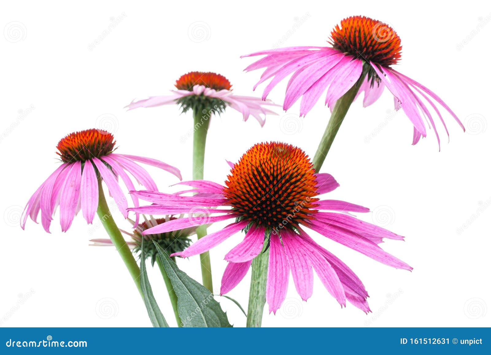 healing plants: coneflower echinacea purpurea  on white background