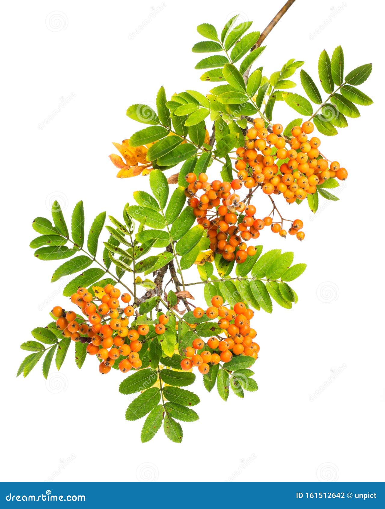 Healing Plants: Mountain Ash Sorbus Aucuparia - Twig on White ...