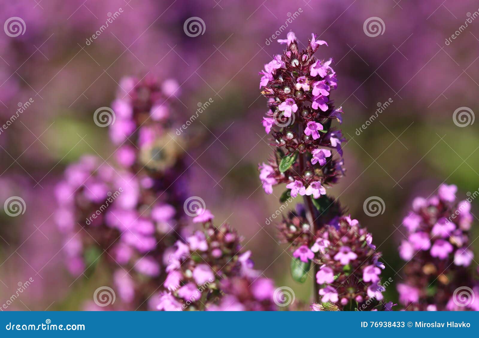 Healing Thymus vulgaris stock image. Image of healing 76938433