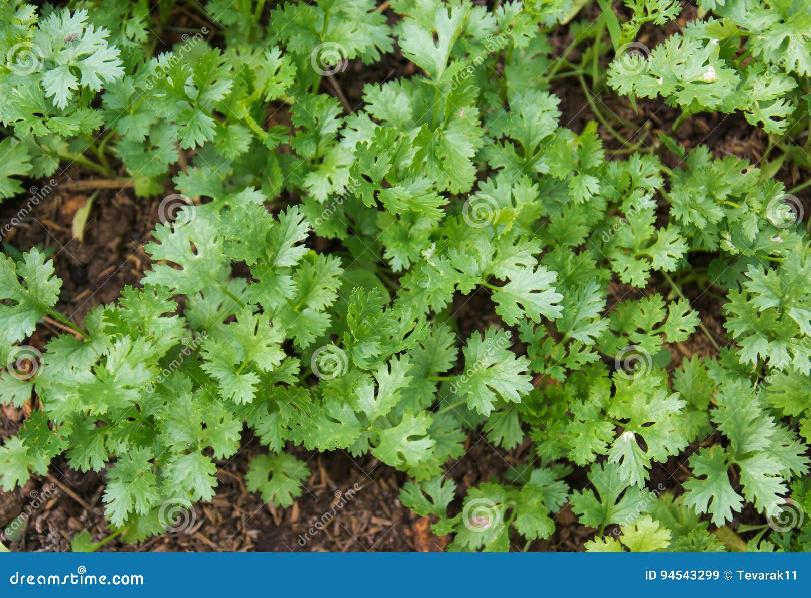 health benefits of coriander. coriander is loaded with