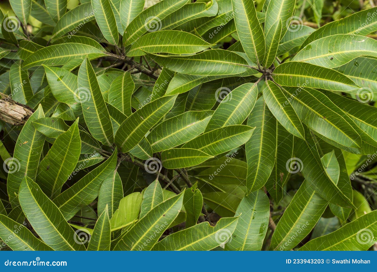 Health Benefits of Mango Leaves/ Mango Leaves Forming a Beautiful Texture Pattern Background
