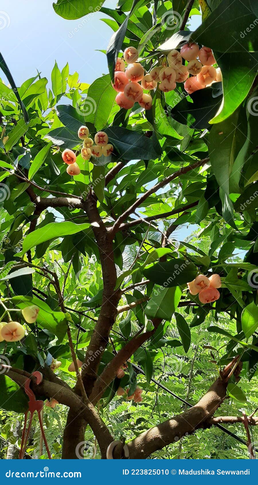 Health Benefits of Rose Apples Stock Photo Image of apples, rose