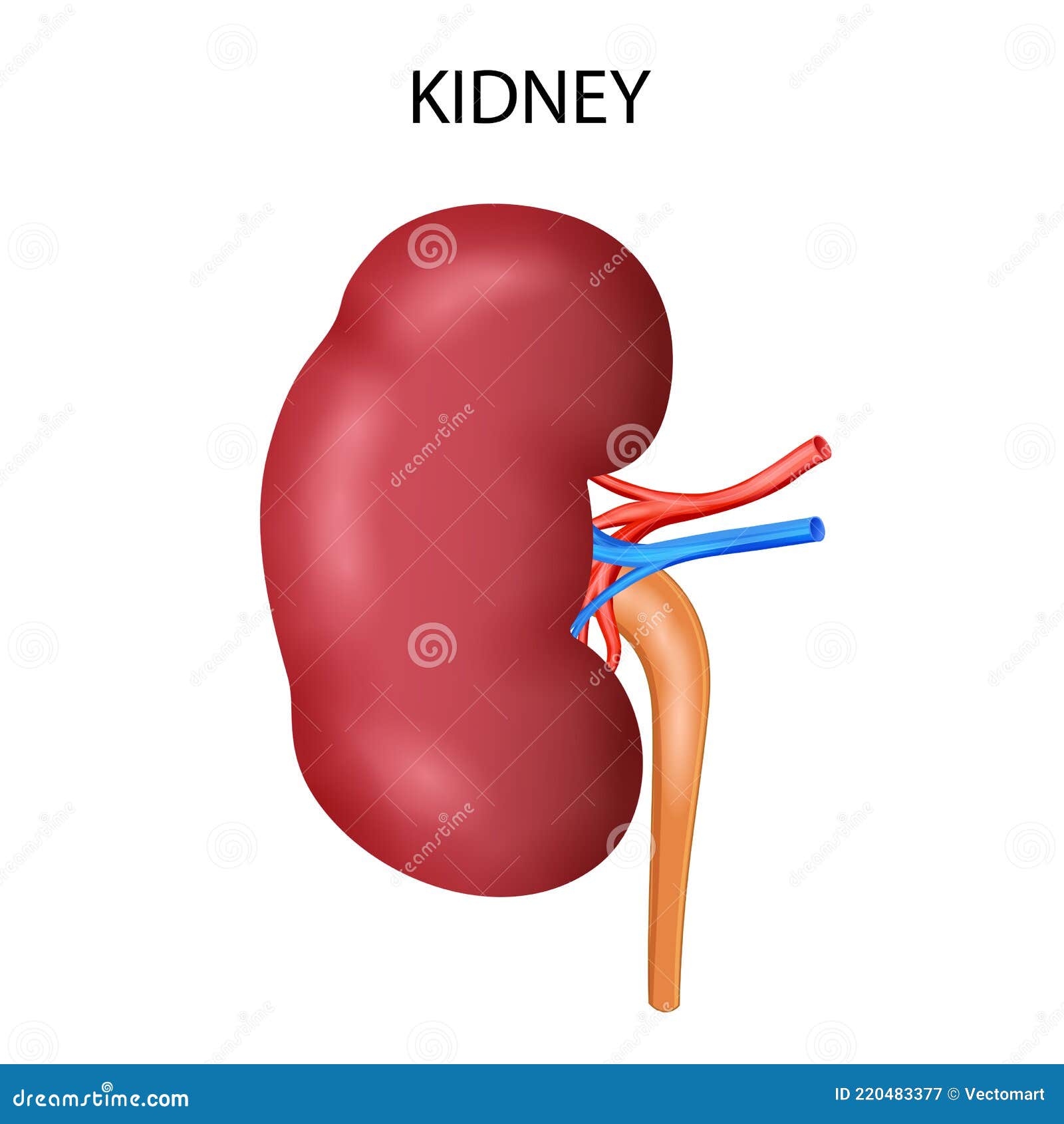 Healthcare and Medical Education Drawing Chart of Human Kidney for ...