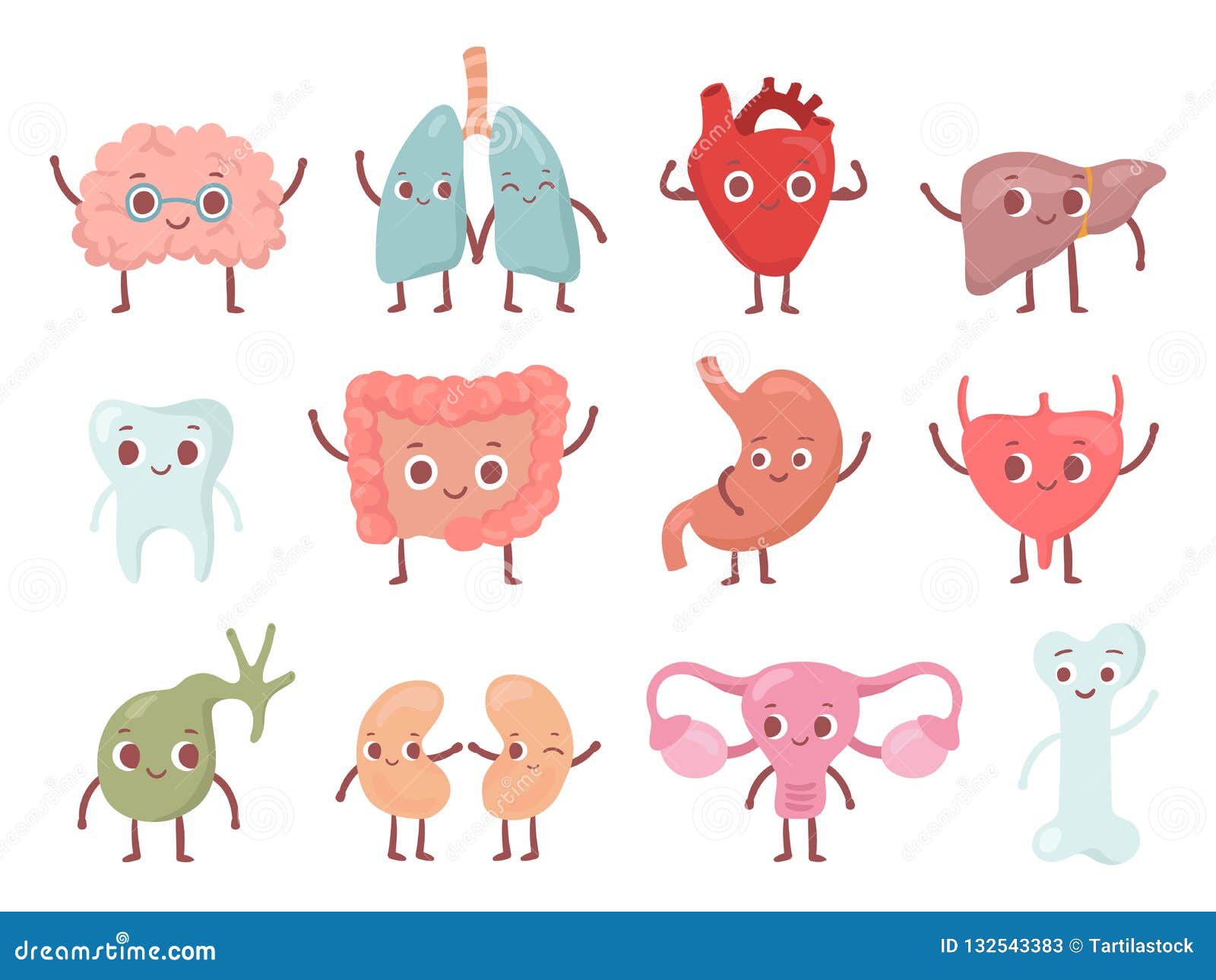 healthy biological organ. smiling lung, happy heart and funny brain. smile organs cartoon  character  set