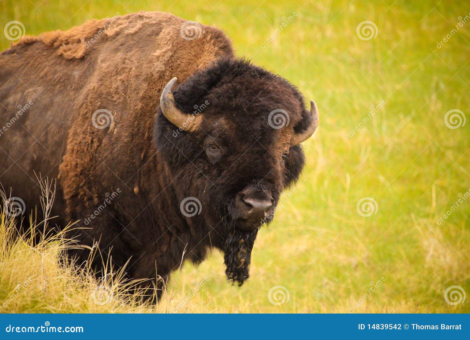 healthy bison on the grasslands