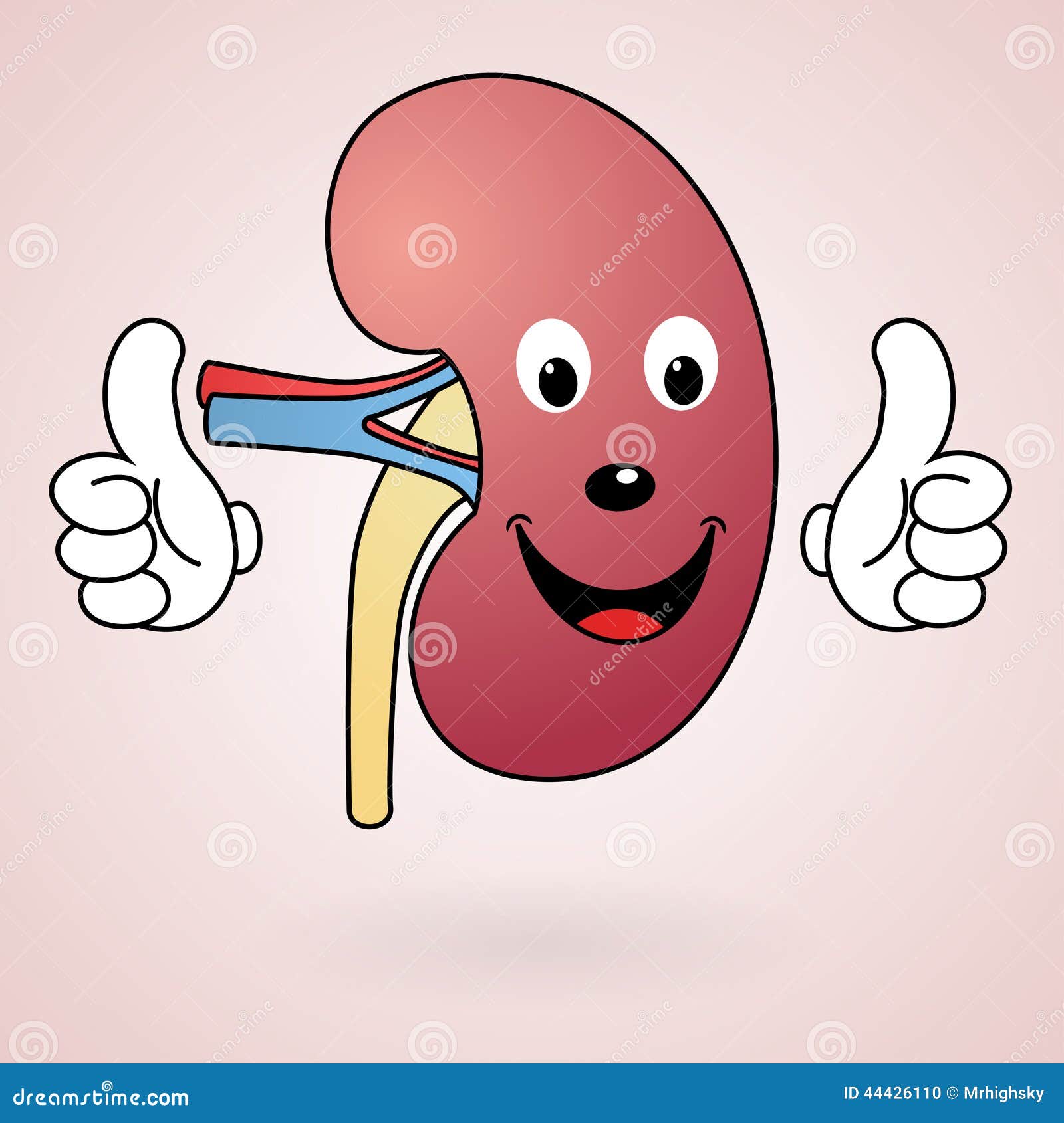 Healthy Cartoon Kidney Illustration 44426110 - Megapixl