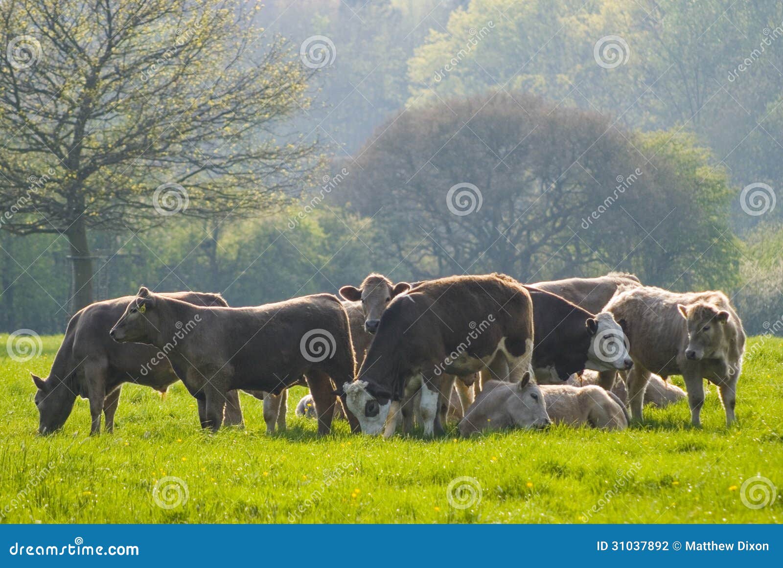 healthy cattle livestock, idyllic rural, uk