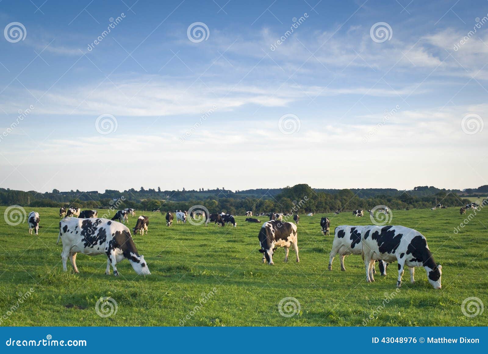 healthy cattle livestock, idyllic rural, uk