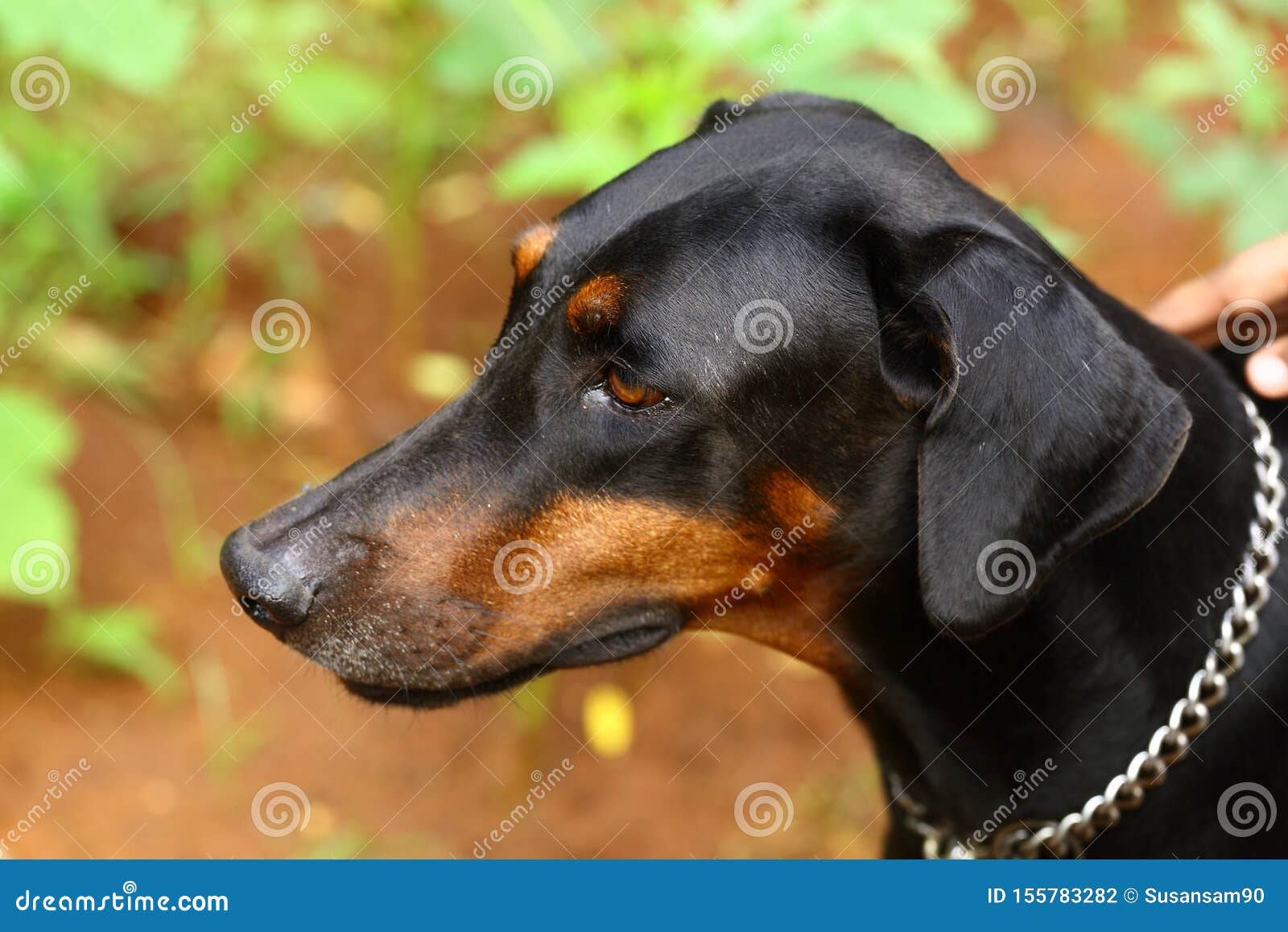 happy doberman