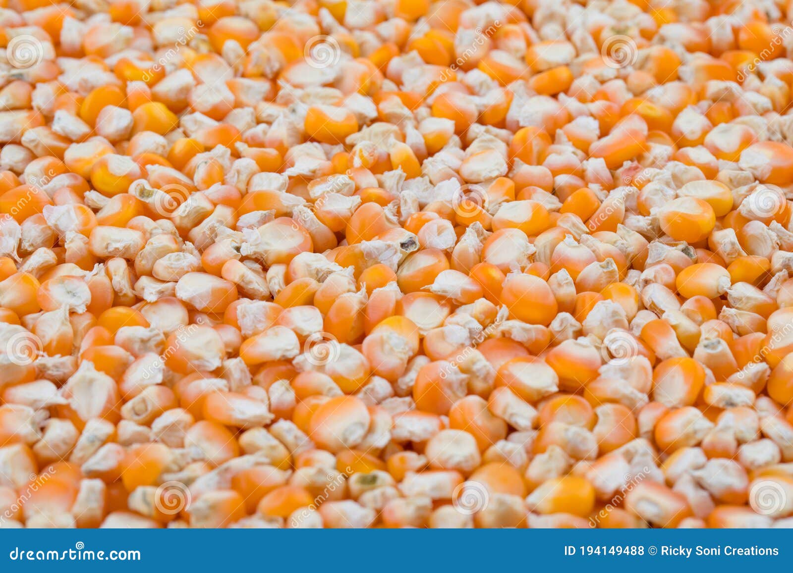 Healthy Dried Corn Seeds Also Know As Makki Stock Photo Image of