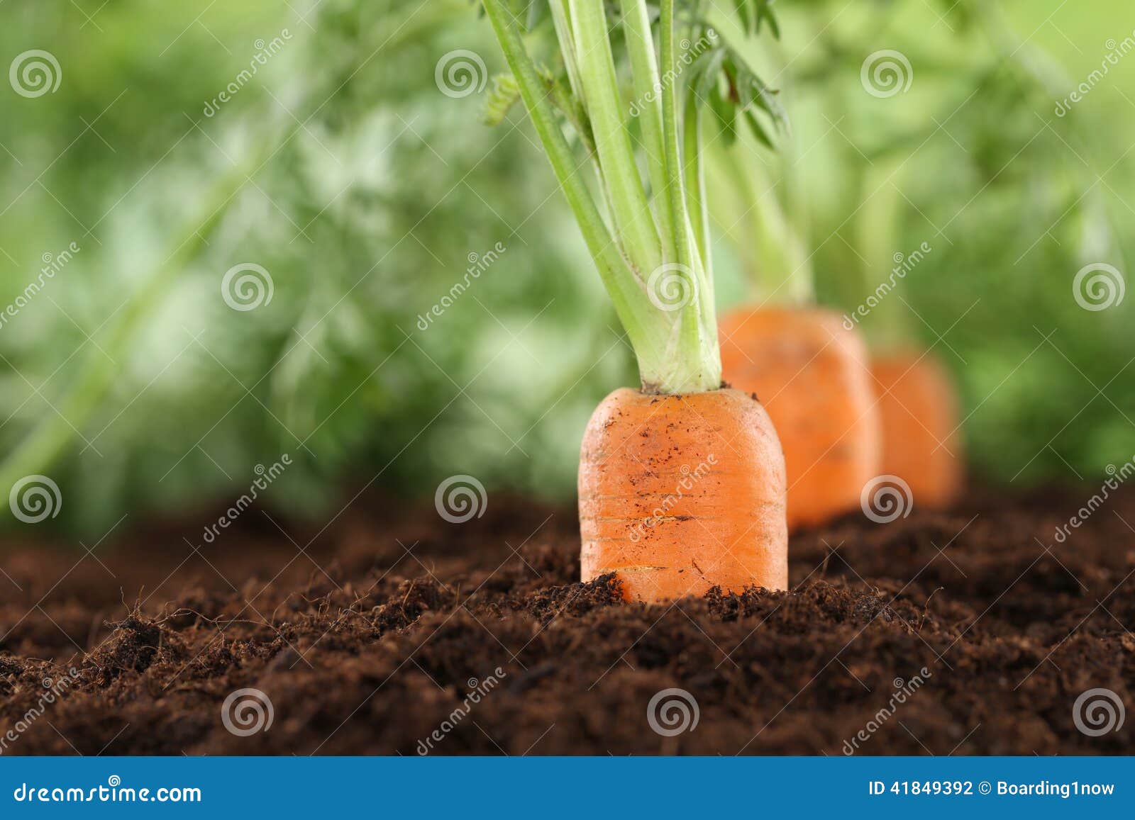 healthy eating carrots in vegetable garden