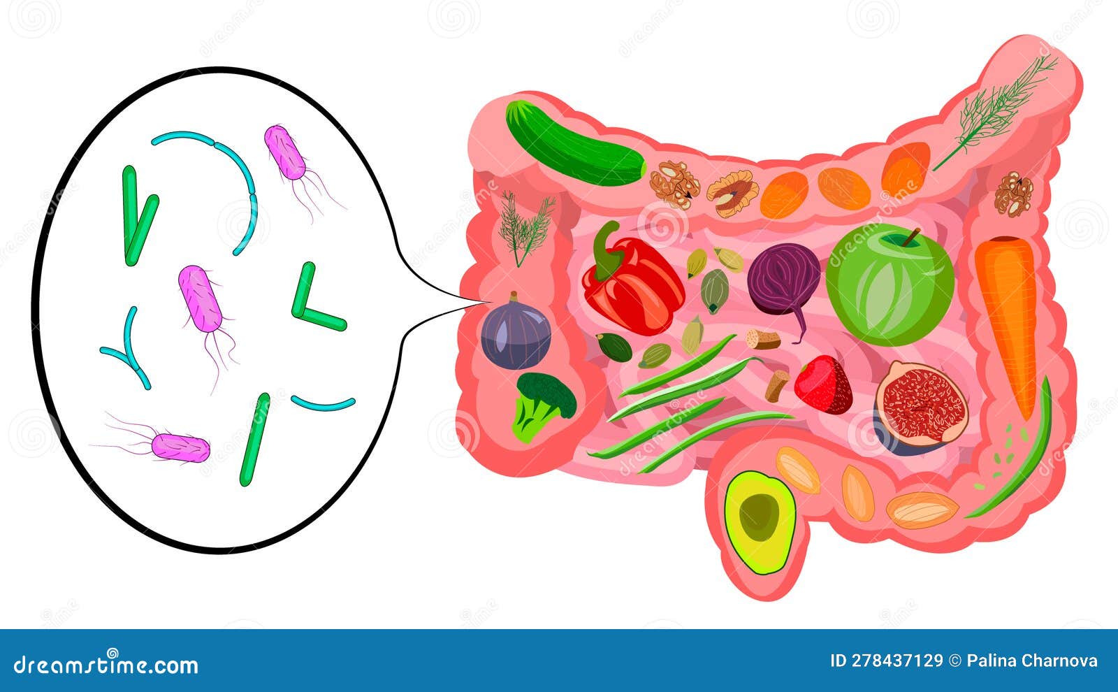 healthy foods for gut health. good bacteria in the gut