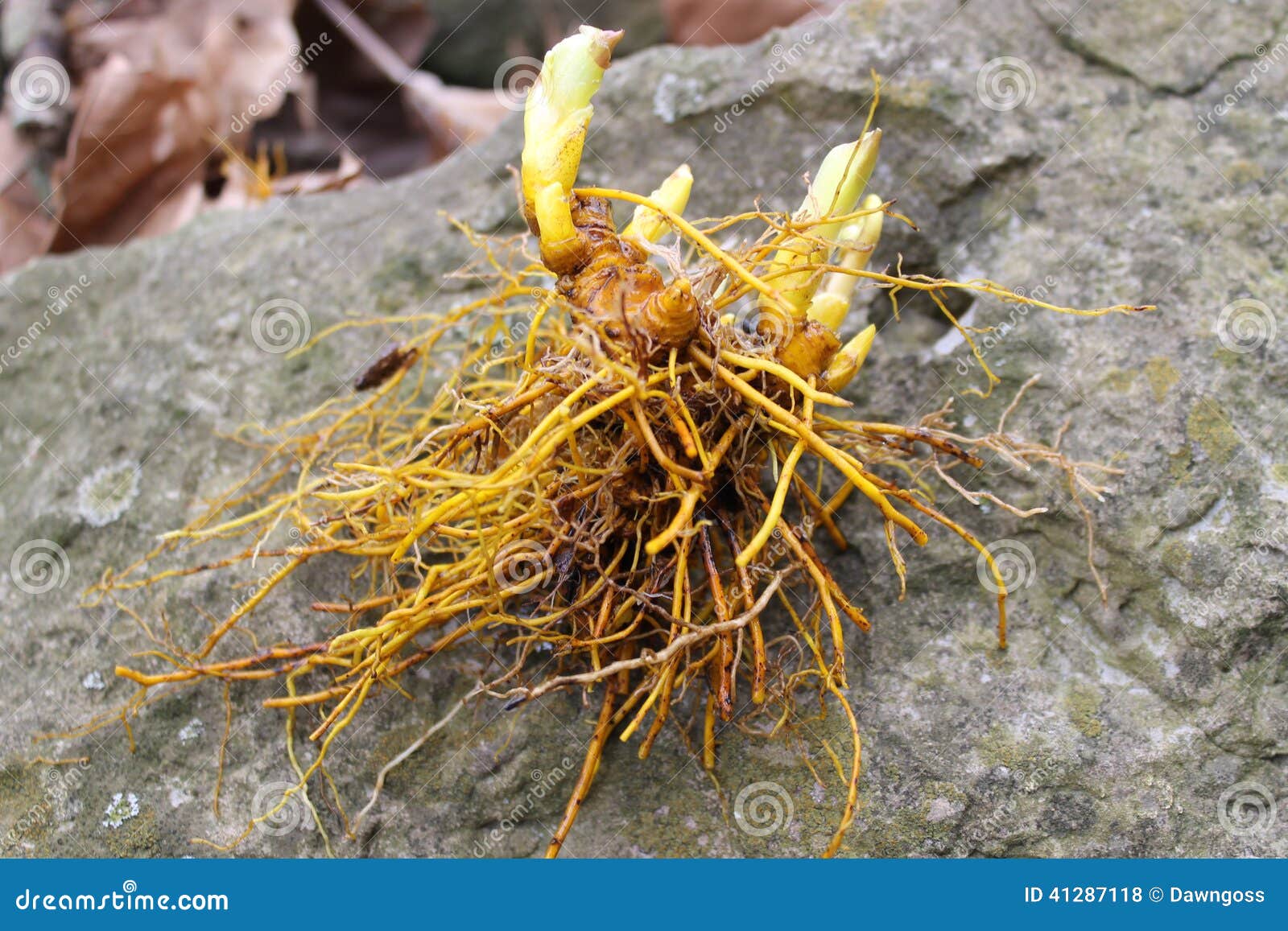 healthy goldenseal rootstock