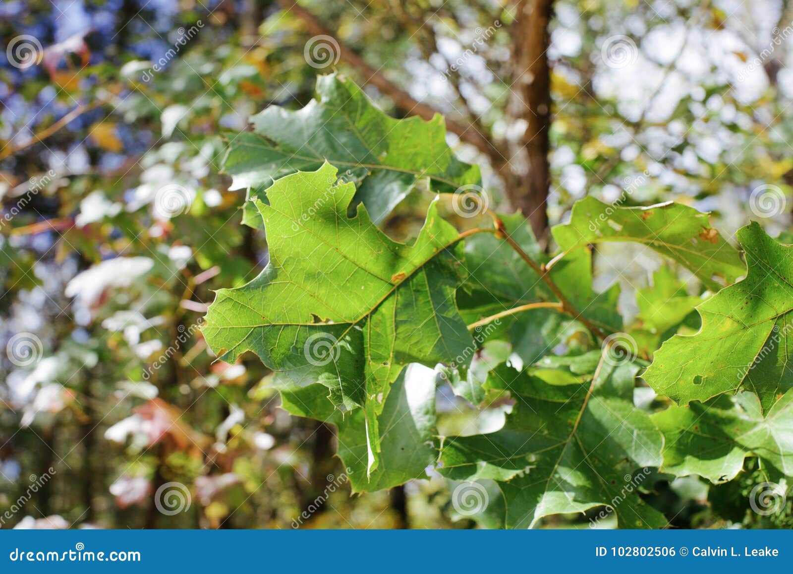 chlorophyll in the leaf of a tree