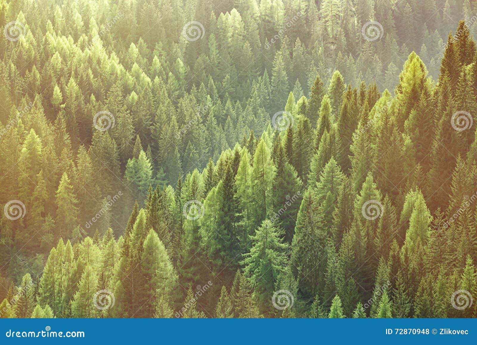 healthy green trees in a forest of old spruce, fir and pine trees