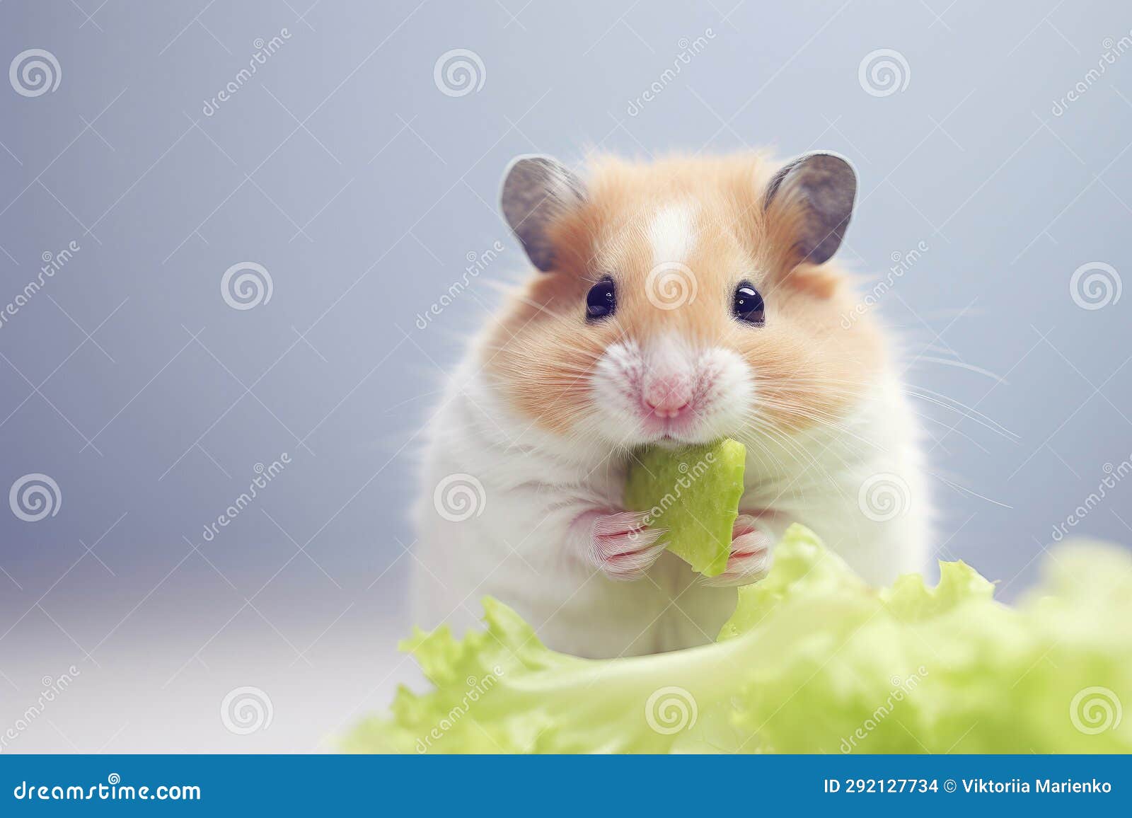 Healthy Hamster Dining Crunching on Fresh Lettuce Leaves Stock