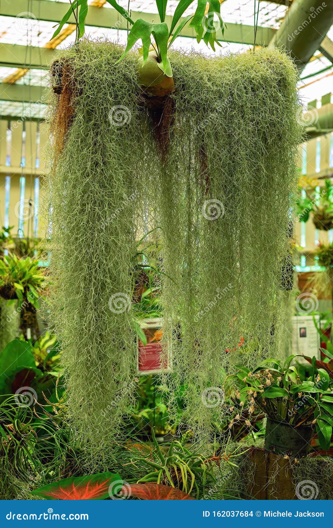 Healthy Hanging Spanish Moss in a Greenhouse Stock Photo - Image of ...