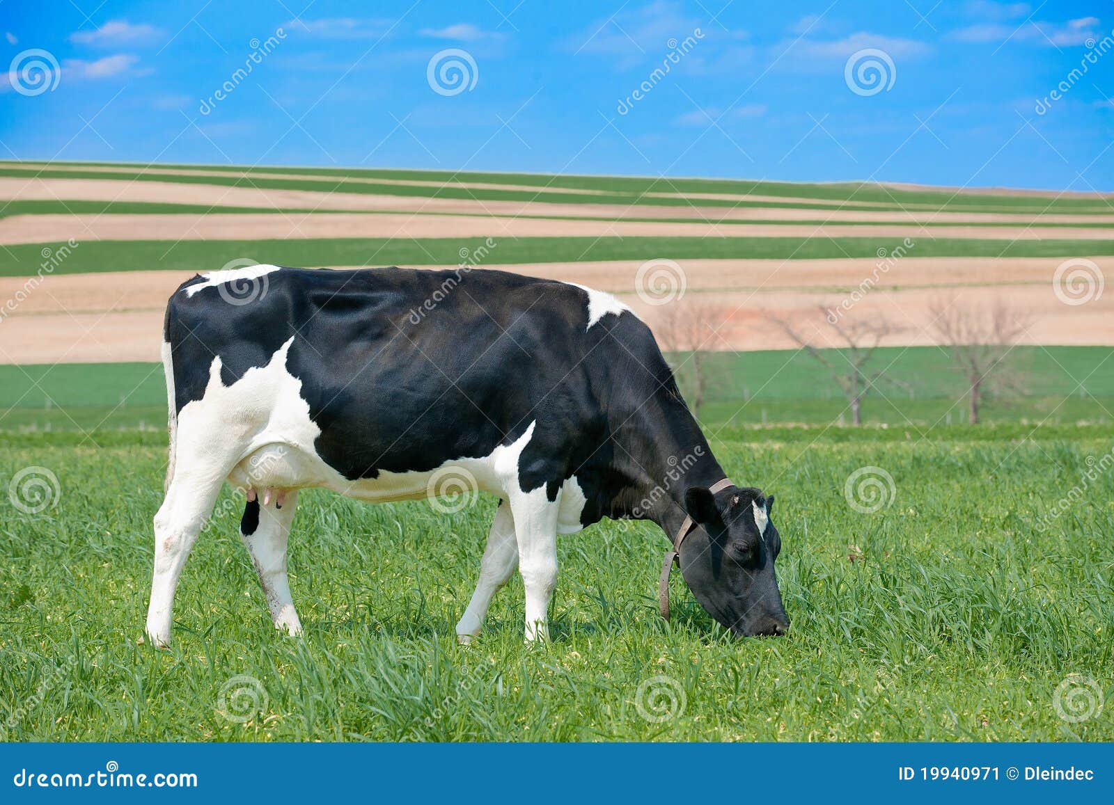 A healthy holstein cow stock image. Image of field, mottled 19940971