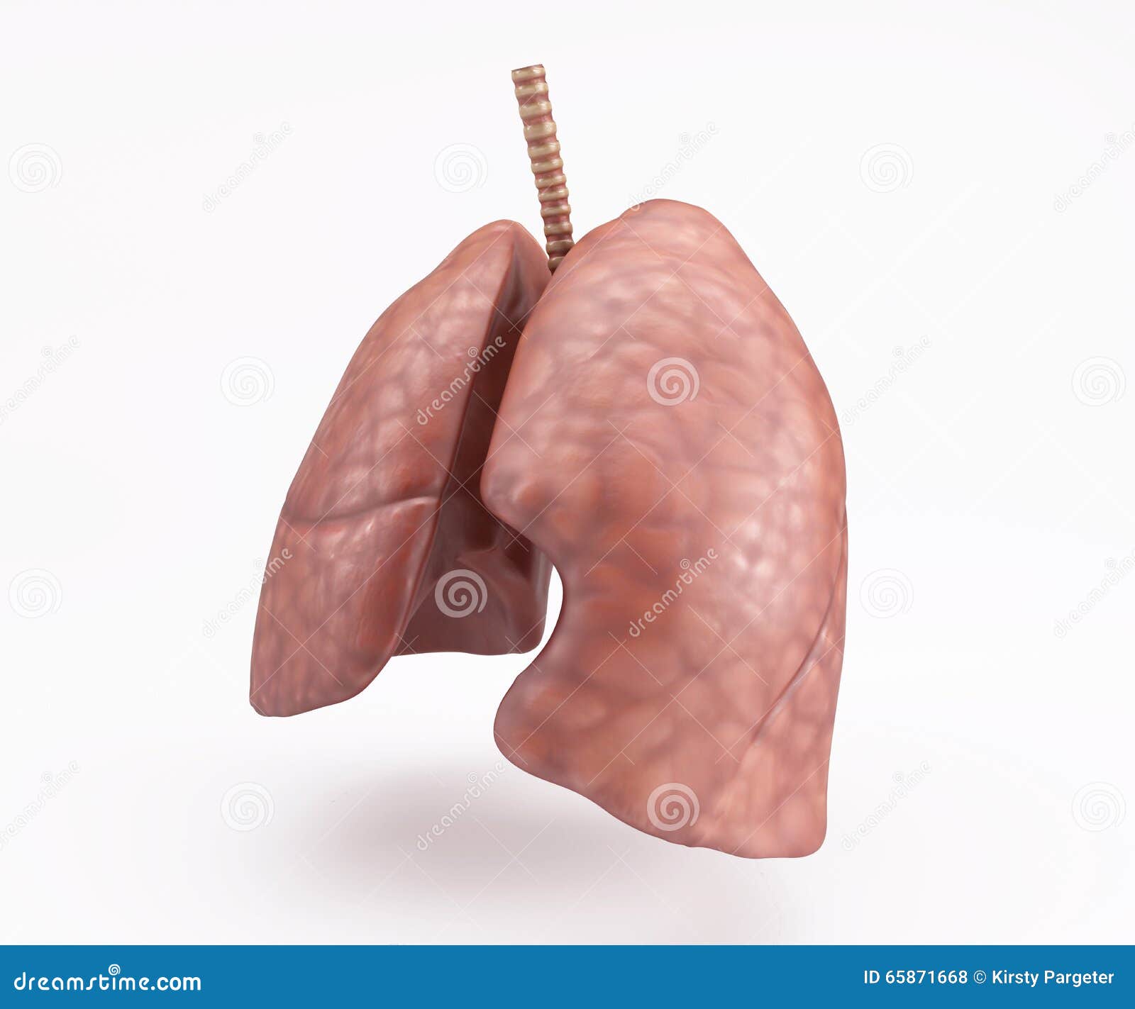 Healthy Human Lungs stock illustration. Illustration of physical 65871668