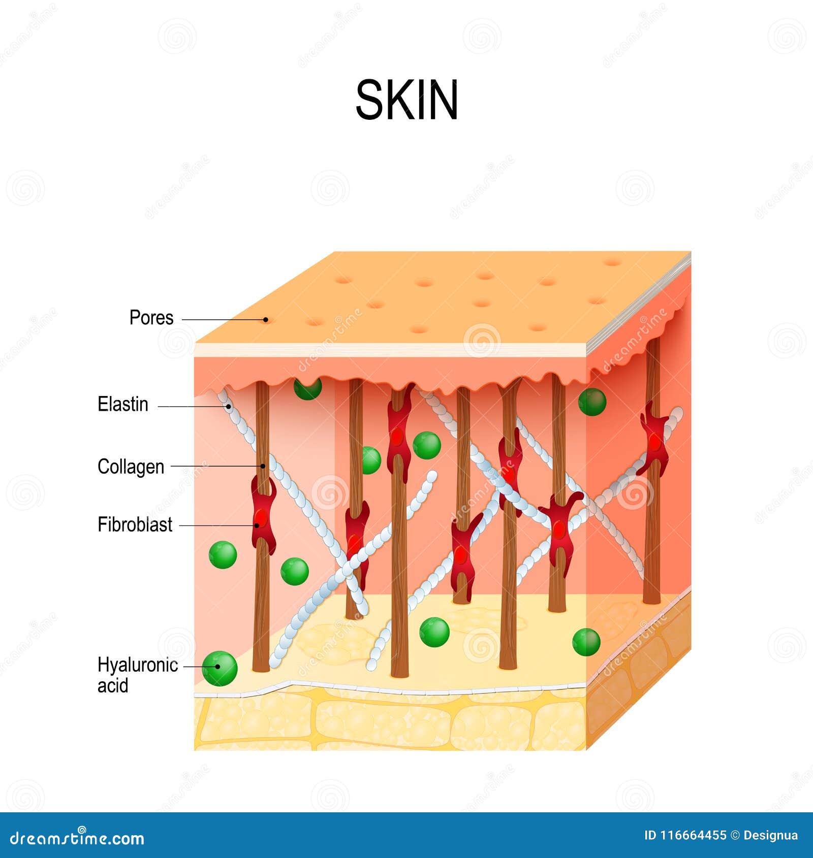 healthy human skin with collagen and elastin fibers, fibroblasts and hyaluronic acid.