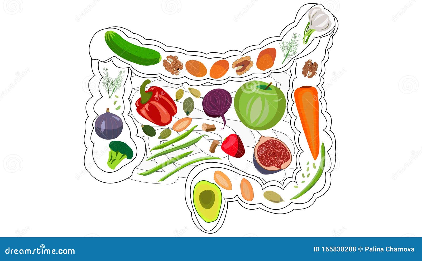 Digestion Fiber Healthy Stock Illustrations – 254 Digestion Fiber