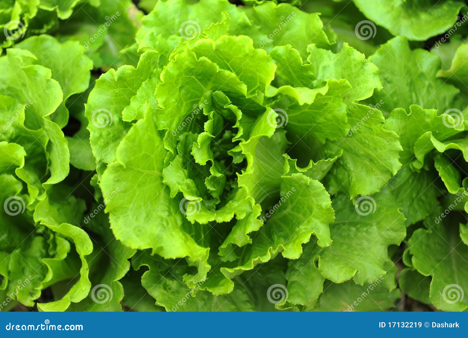 Healthy lettuce stock image. Image of health, cultivate 17132219