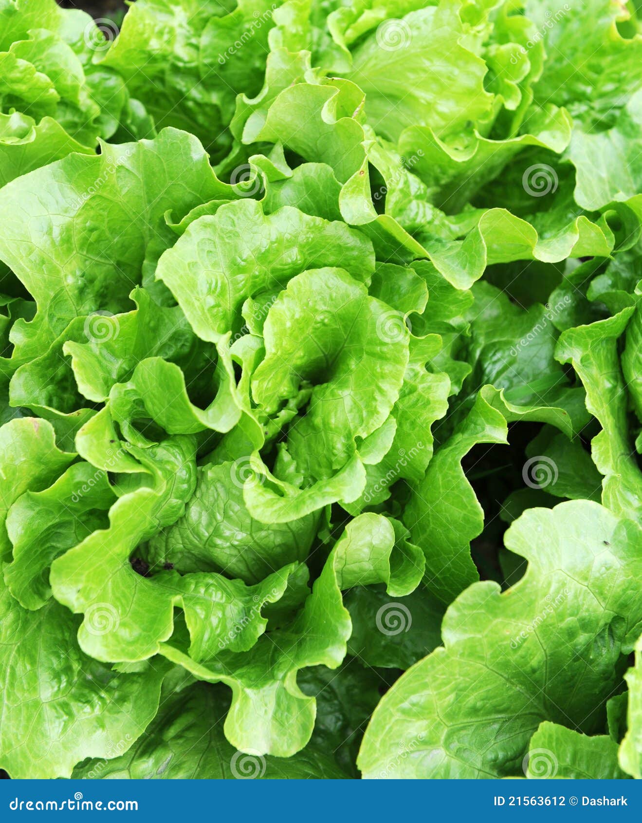 Healthy lettuce stock photo. Image of harvest, growing 21563612