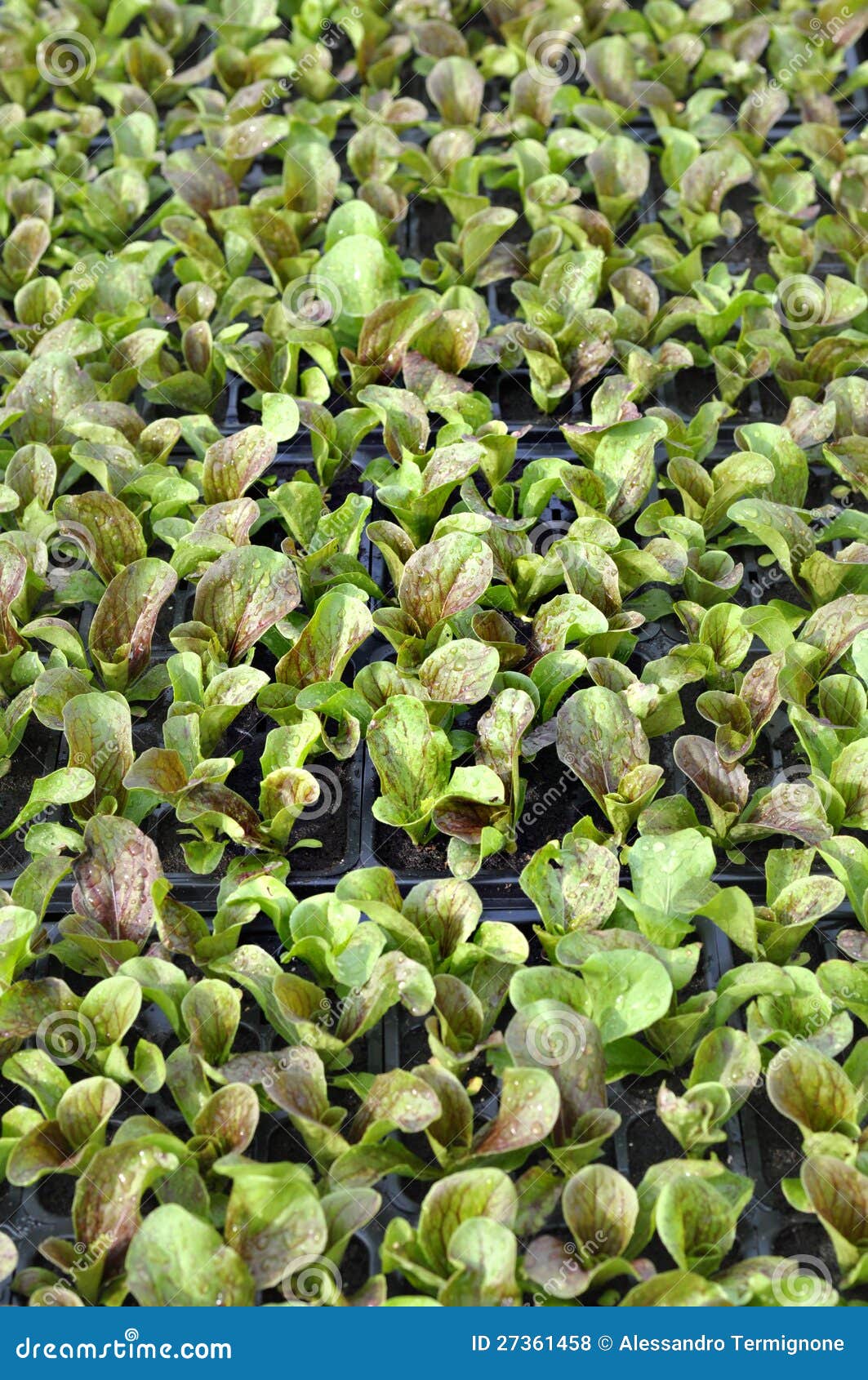Healthy Lettuce Growing in Pots Stock Photo Image of garden
