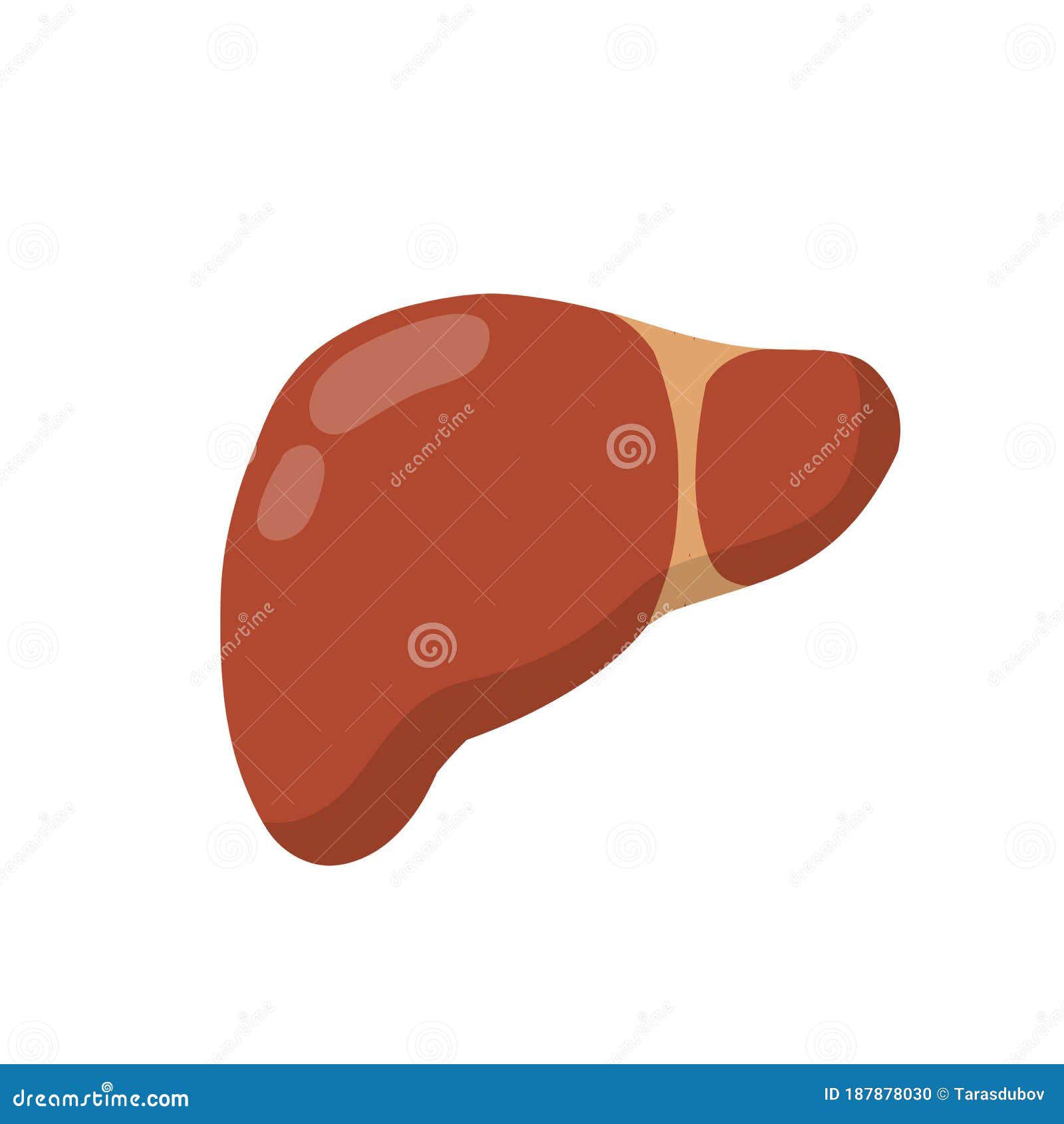 Healthy Liver. Red Internal Human Organ Stock Vector - Illustration of ...