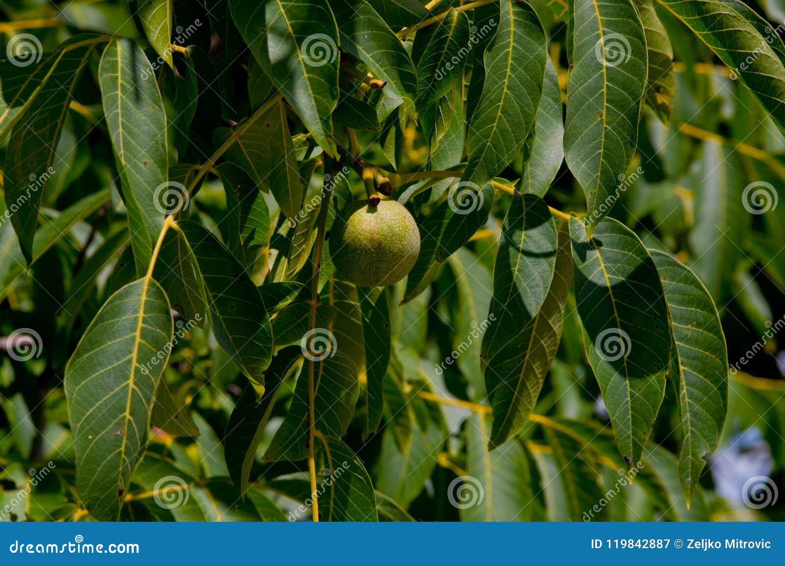 Walnut Chestnut Fruit Fruit Healthy Nutrition Stock Image Image Of Flower 145000 119842887 4-chestnut-benefits-for-your-health-chestnut-nutrition-facts
